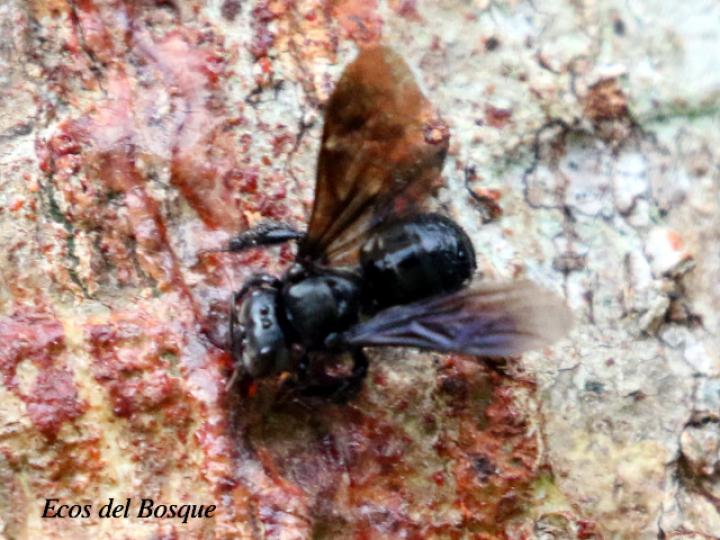 Trigona silvestriana