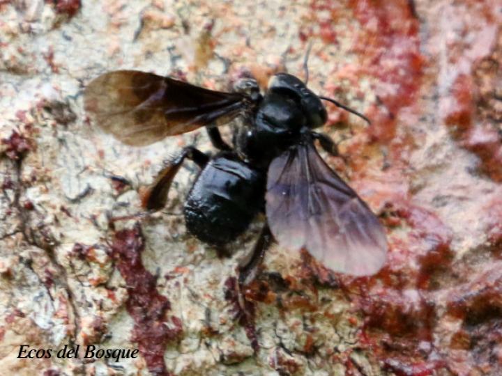 Trigona silvestriana