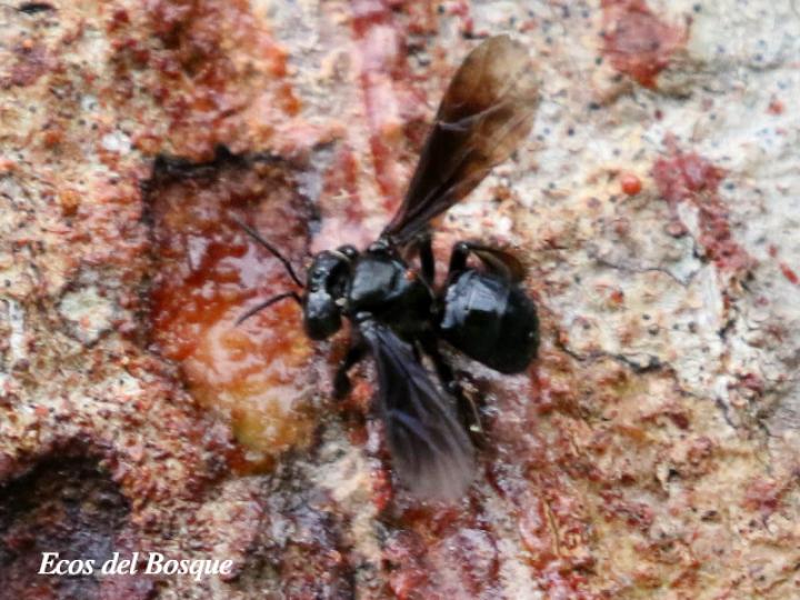 Trigona silvestriana