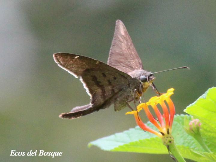 Spicauda teleus (Teleus coluda)