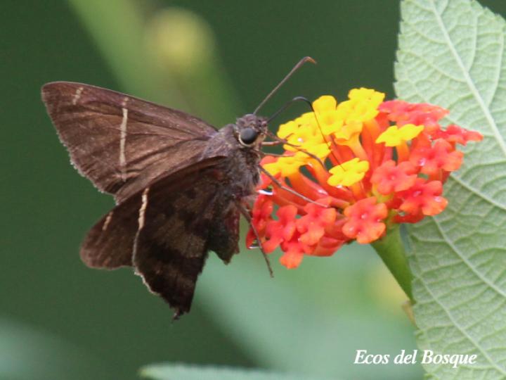 Spicauda teleus (Teleus coluda)