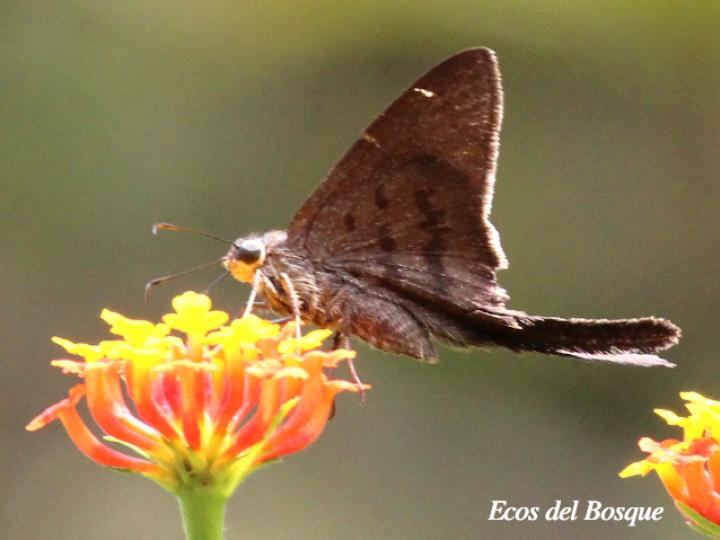 Spicauda teleus (Teleus coluda)