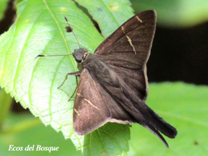 Spicauda teleus (Teleus coluda)