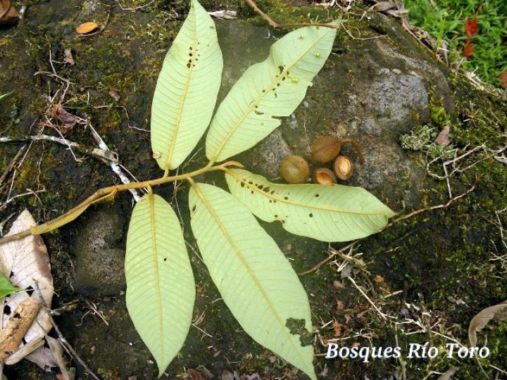 Virola koschnyi (Fruta dorada)
