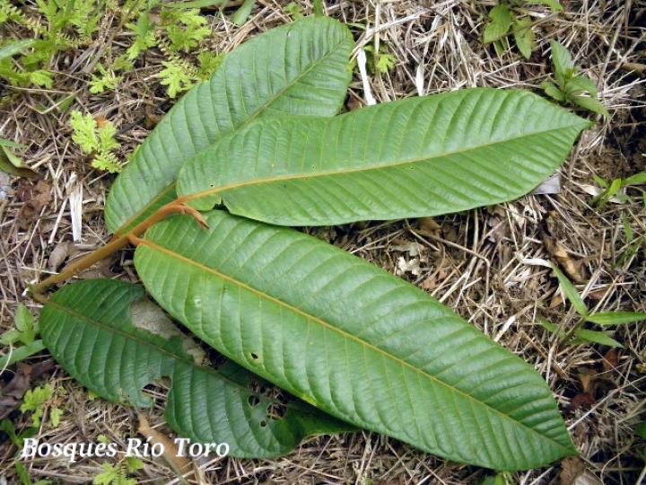 Virola koschnyi (Fruta dorada)