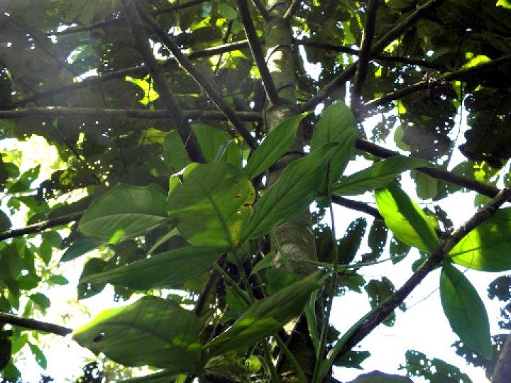 Virola koschnyi (Fruta dorada)