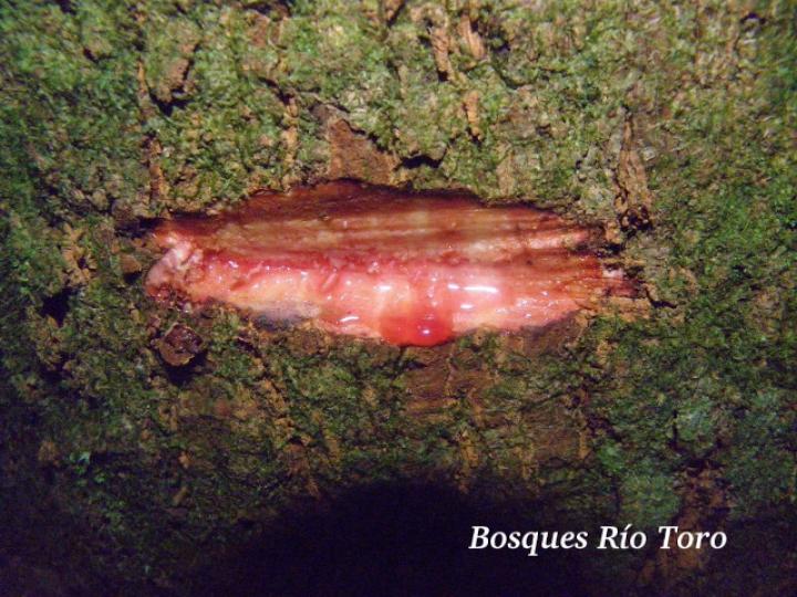 Virola koschnyi (Fruta dorada)