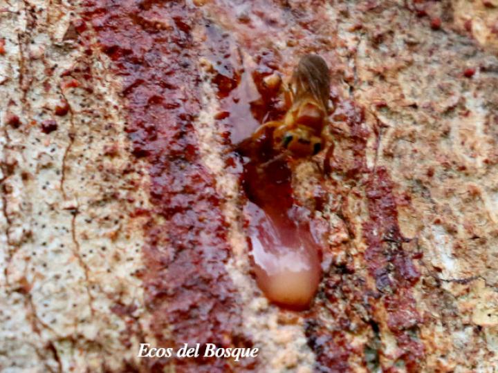 Virola koschnyi (Fruta dorada)