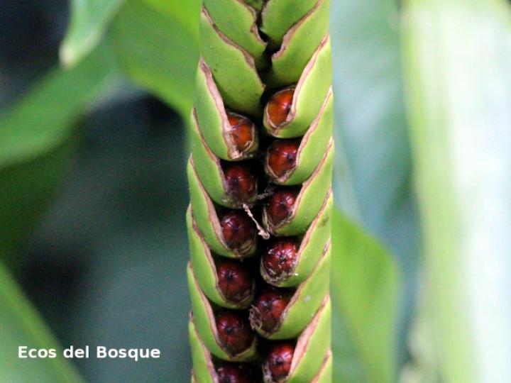 Werauhia gladioliflora