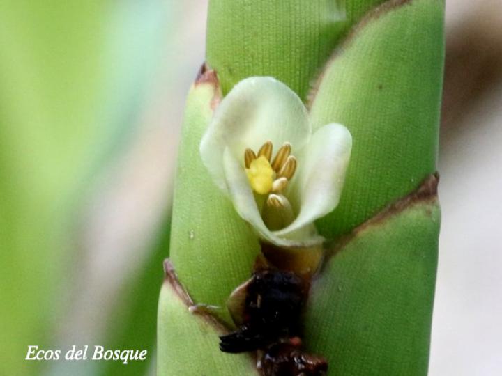 Werauhia gladioliflora
