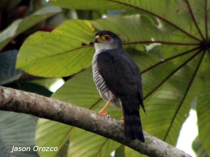 Accipiter superciliosus (Gavilán enano)