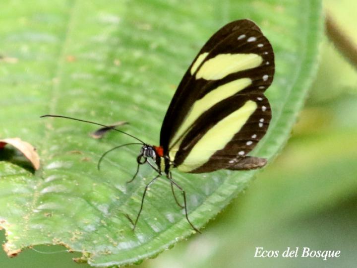 Aeria eurimedia agna