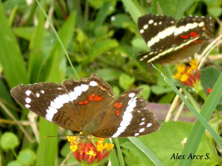 Anartia fatima fatima | Ecos del Bosque