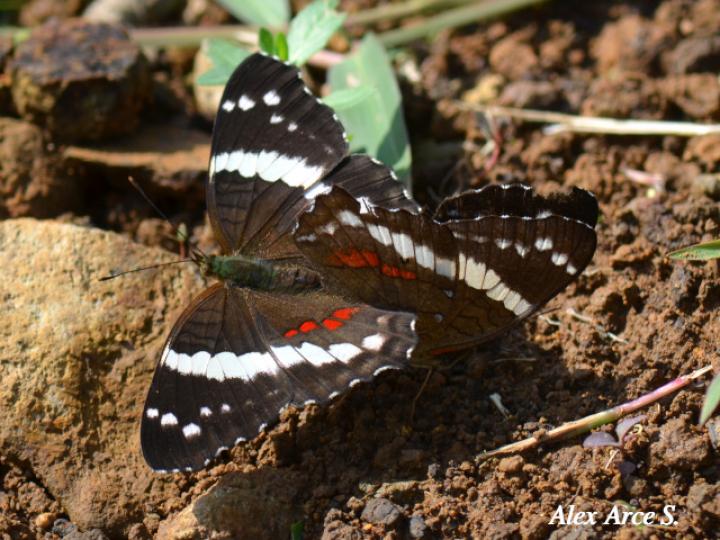 Anartia fatima fatima