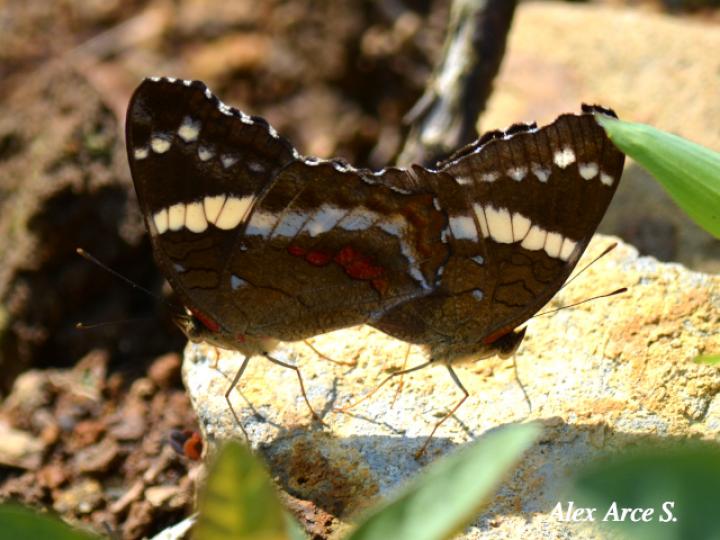 Anartia fatima fatima