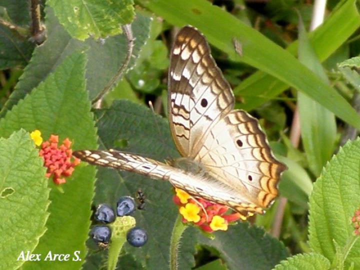 Anartia jatrophae luteipicta