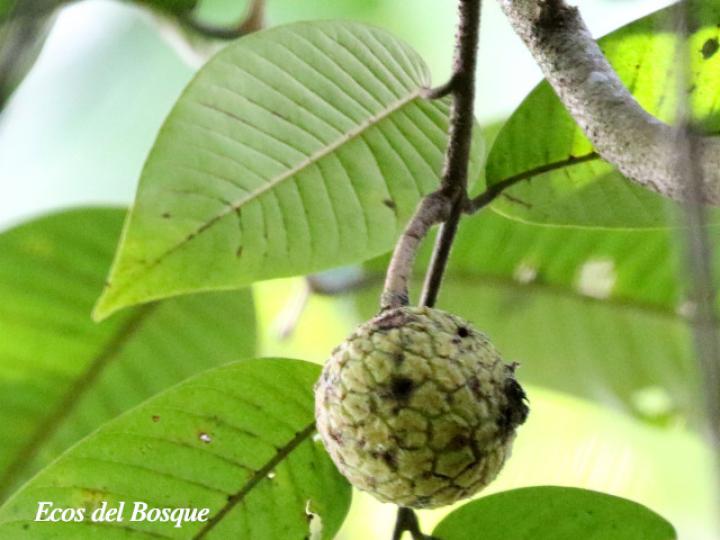 Annona mucosa (Anonillo, Biribá)