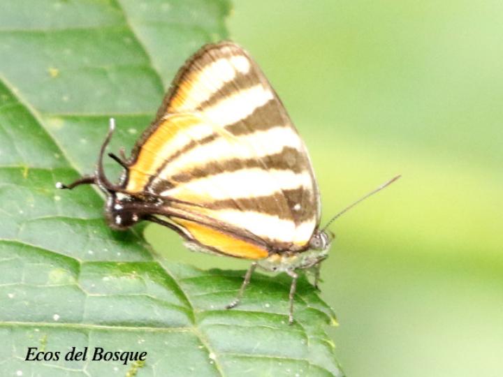Arawacus togarna