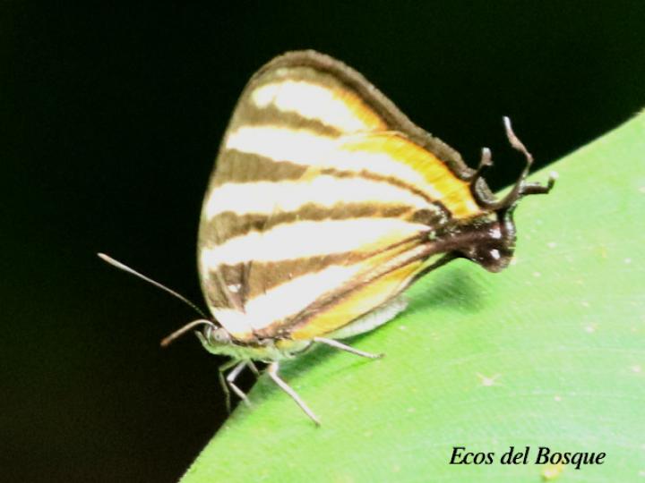 Arawacus togarna