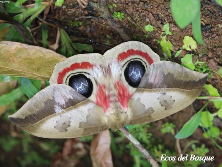 Automeris metzli