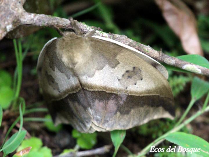Automeris metzli