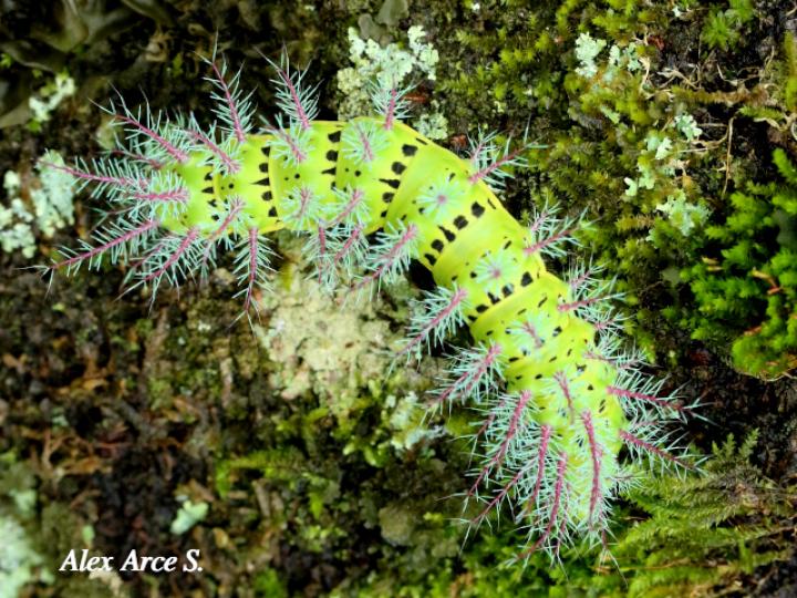 Automeris metzli, larva
