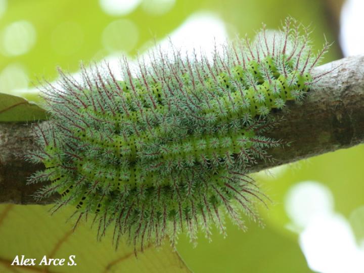 Automeris metzli, larva