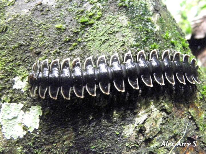 Barydesmus sp (Milpiés gigante de espalda plana)