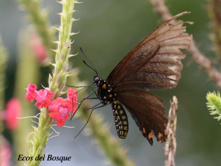 Battus ingenuus (Cola de golondrina de Dyar)