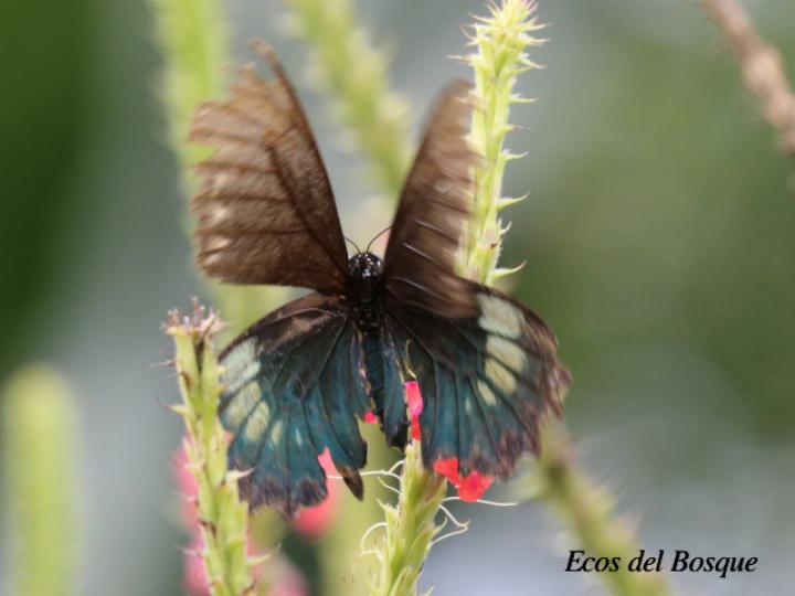 Battus ingenuus (Cola de golondrina de Dyar)