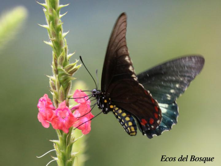 Battus ingenuus (Cola de golondrina de Dyar)