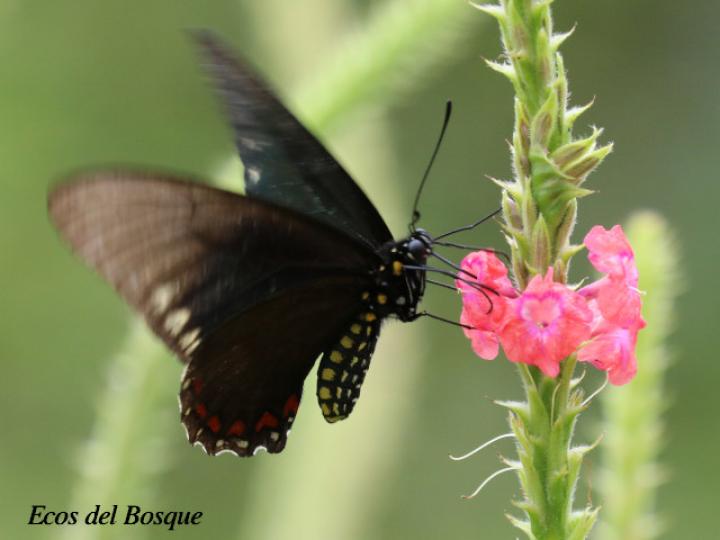 Battus ingenuus (Cola de golondrina de Dyar)