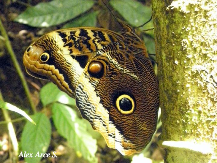 Caligo atreus dionysos (Búo gigante)