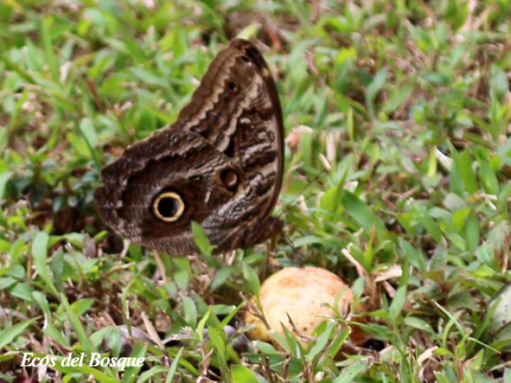 Caligo atreus dionysos (Búo gigante)