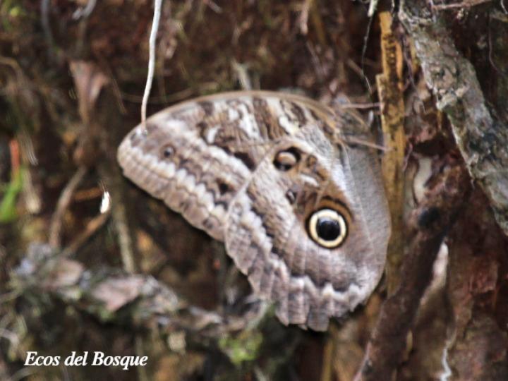 Caligo atreus dionysos (Búo gigante)