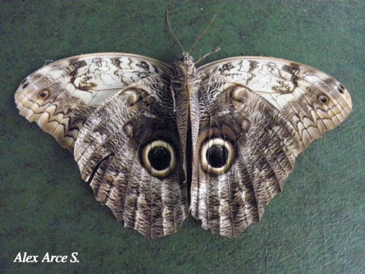 Caligo telamonius menus (Búo pálida)