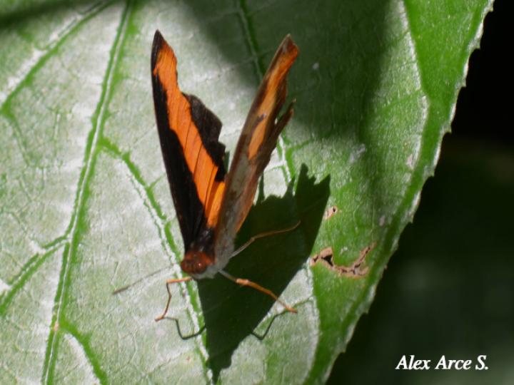 Catonephele mexicana (Puntas de fuego mexicana)