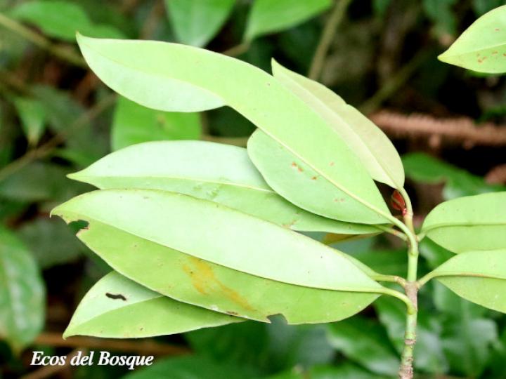 Chrysochlamys silvicola