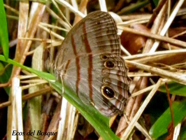 Cissia confusa