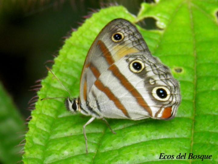 Cissia confusa