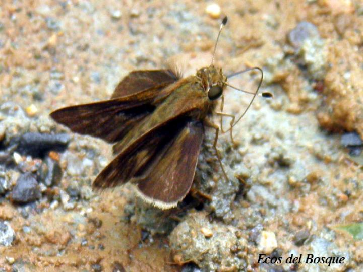 Corticea corticea