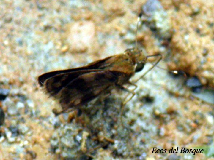 Corticea corticea