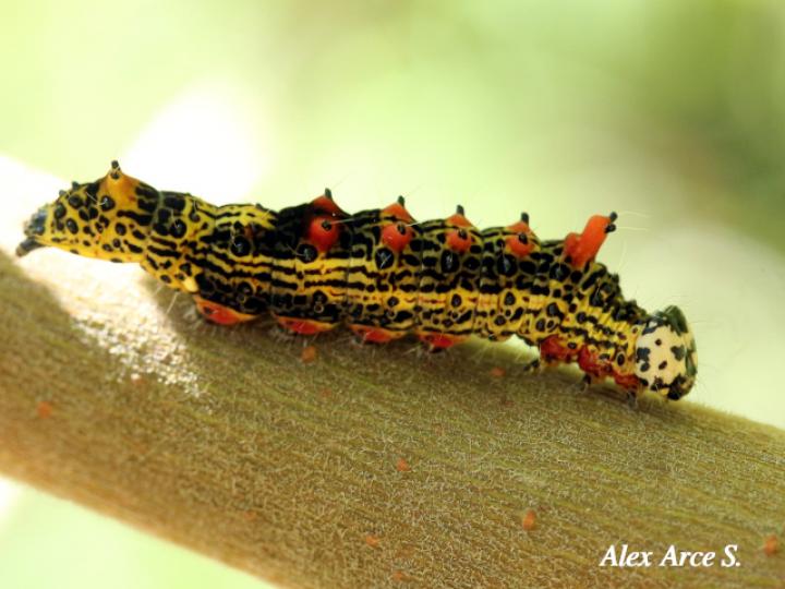 Dicentria violacens (Larva)