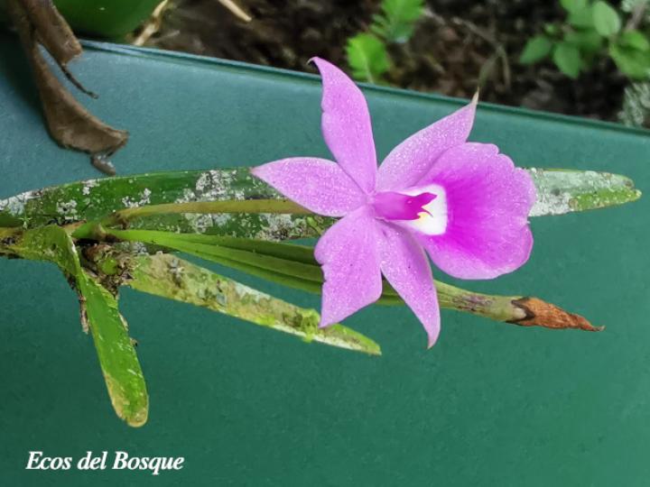 Dimerandra emarginata