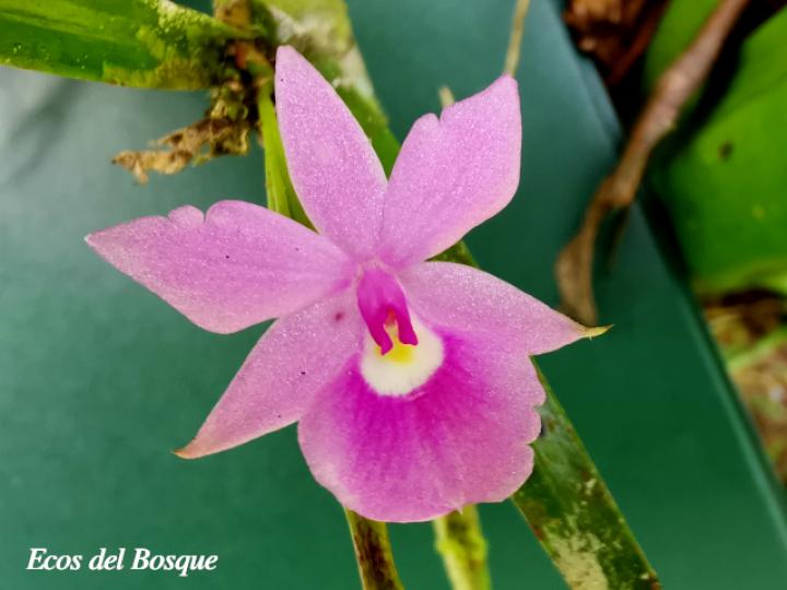 Dimerandra emarginata