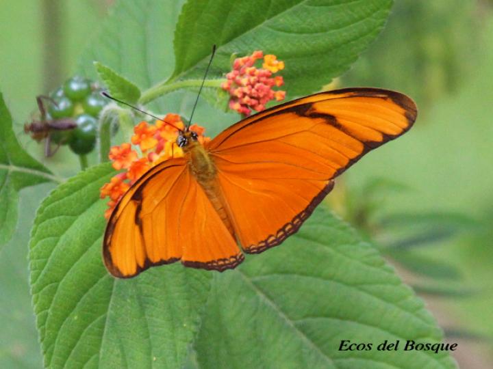 Dryas iulia moderata (Julia)