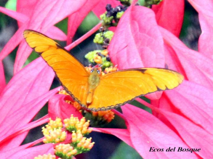 Dryas iulia moderata (Julia)
