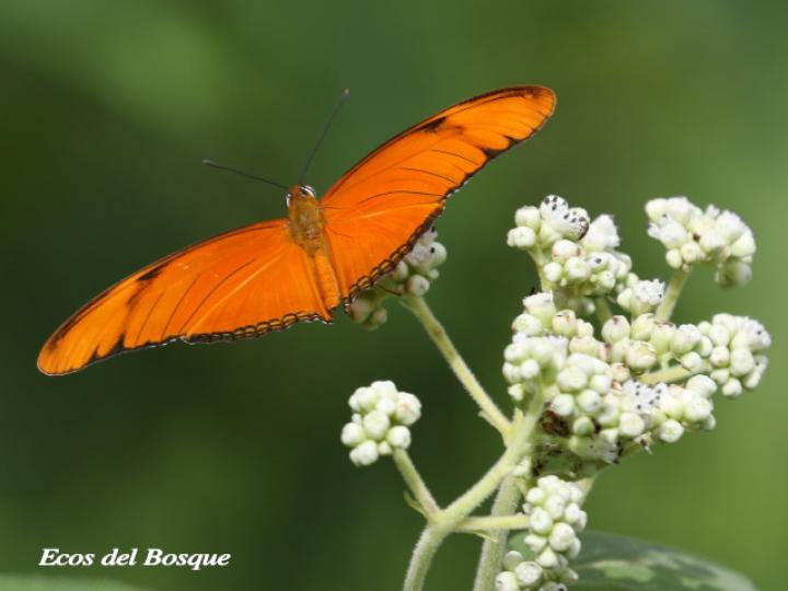 Dryas iulia moderata (Julia)