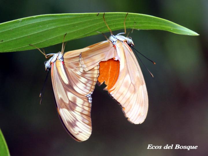 Dryas iulia moderata (Julia)
