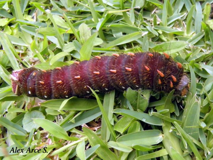 Eacles imperialis (Larva de la Polilla imperial)